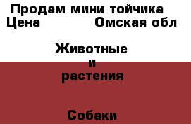 Продам мини тойчика › Цена ­ 1 500 - Омская обл. Животные и растения » Собаки   